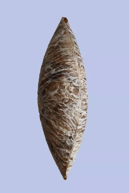 Sculpture en papier de Viviane Fontaine, intitulé ”A l'ombre des platanes”, représentant une chrysalide